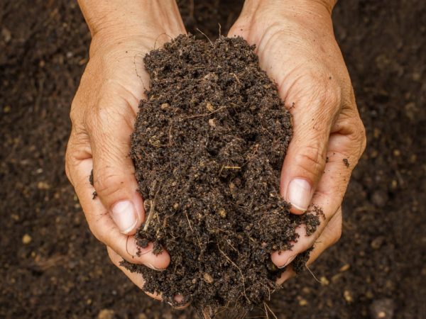 shutterstock 243783016